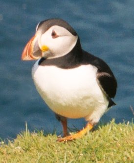Puffin walking