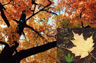 IMAGE OF Maple Tree