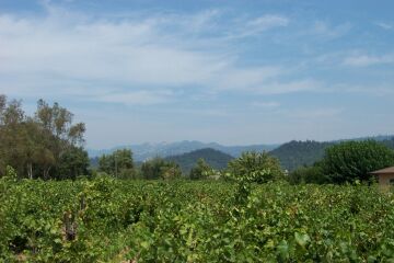 Napa Valley