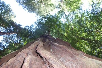 dicke Haut