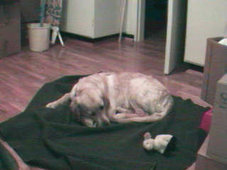 Sleepy puppy Zug