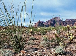 Arizona Desert