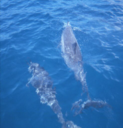 Dolphins in Maui waters are extremely friendly and playful
