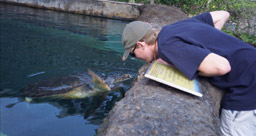Maui Sea Turtle gives Eric a High-Five