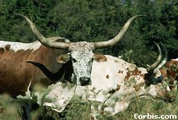 Texas Longhorns