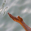 Splash