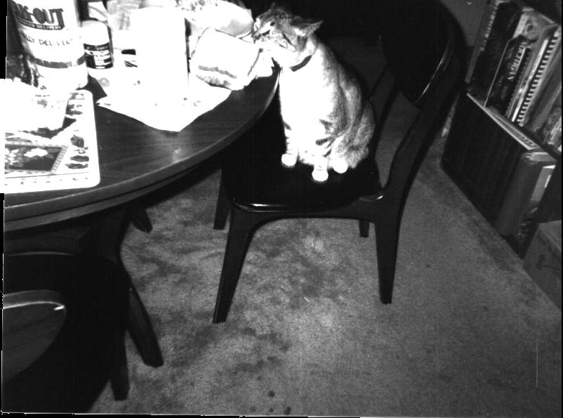 Dixie eating a ham sandwich. (my parent's)