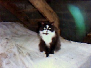Felix (Robin's)