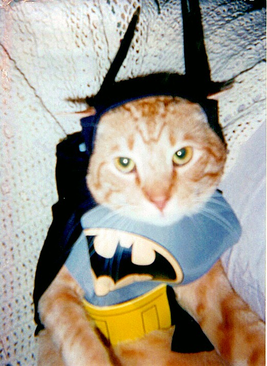 Kaczynski,aka. K-cat, aka. Bat-cat (Sam's)