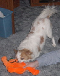 Sandy (Steve's)