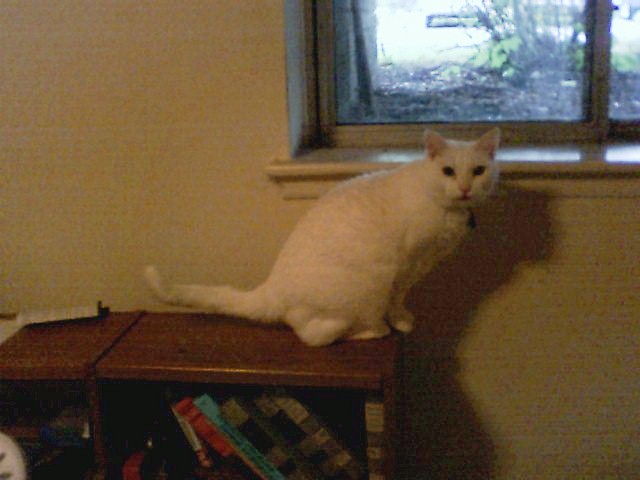 Click on Titania for more pets