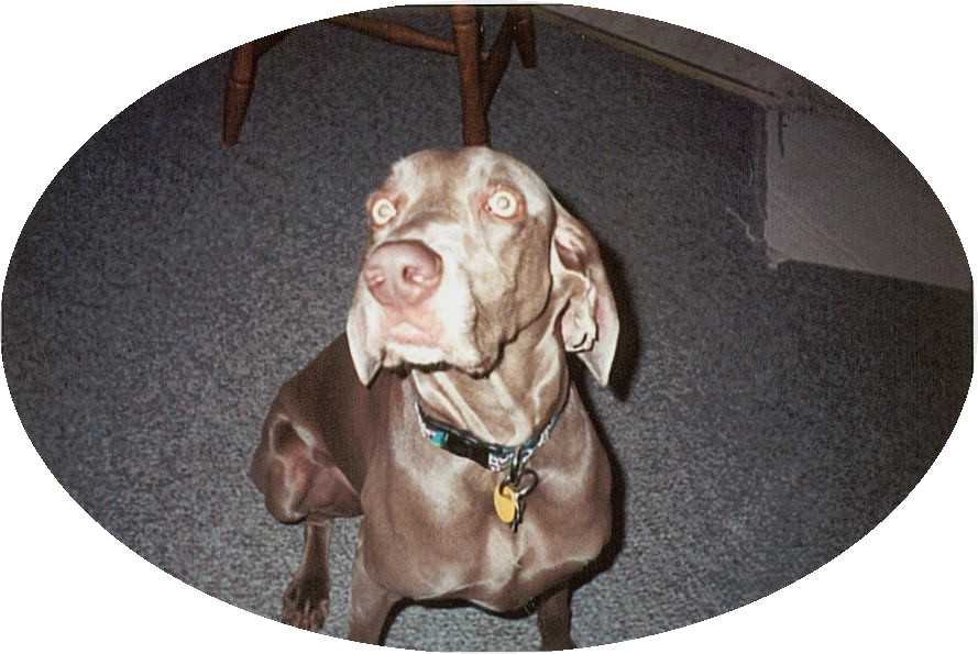Heidi