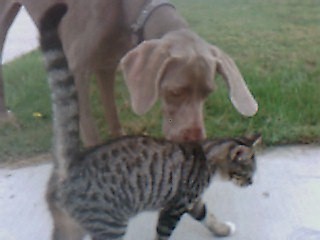 Heidi & her pal Regis (Robin's)