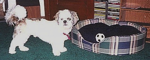Pet of the Month!