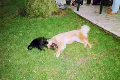 Tasha (Scott & Lauri's) & the neighbor's pup playing.