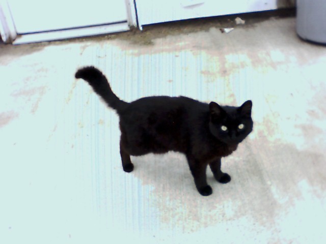 Wane (Robin's)