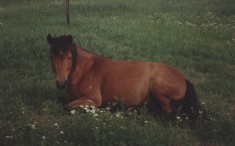russ-tamma, Is Bella