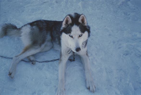 siperianhusky K�ssi