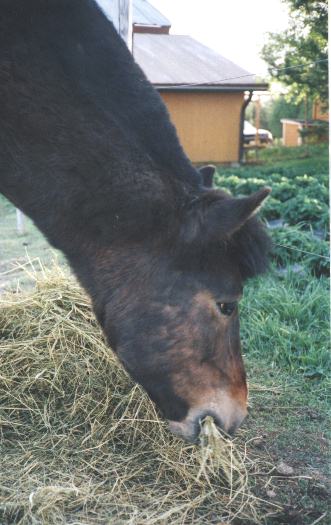 Kalle toukokuussa 2002
