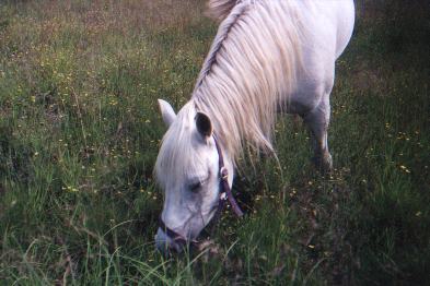 Leidi kes�ll� 2000
