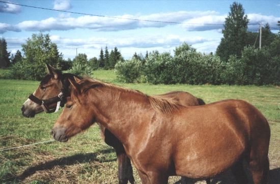 M�ss� ja Pipari, kes� 2001