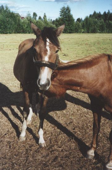 M�ss� ja Pipari, kes�ll� 2001