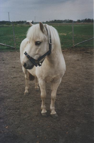 Pepe toukokuussa 2002