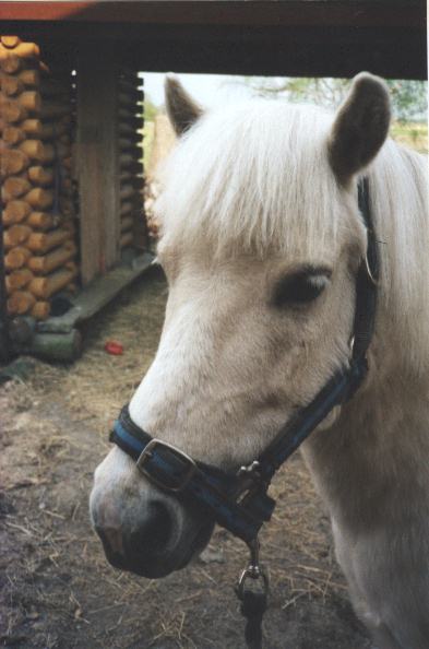 Pepe toukokuussa 2002