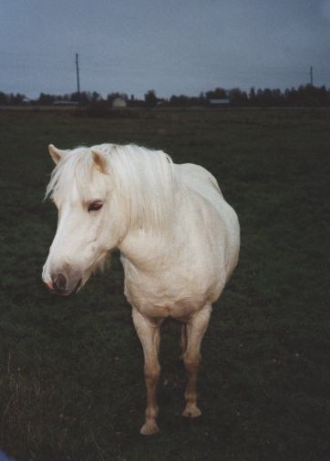 Pepe, syksy 2001