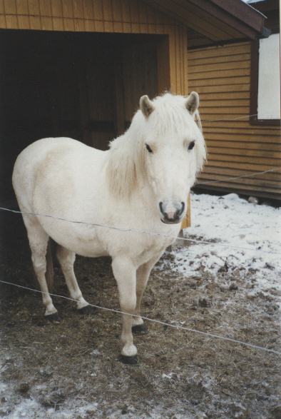 Pepe marraskuussa 2001