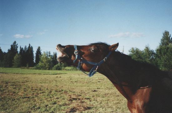 Sunny Boy II, "Sani"