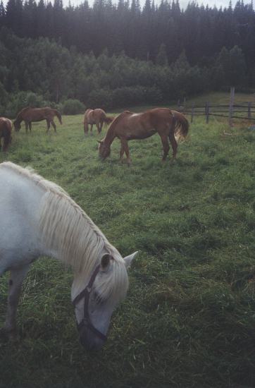 Tahkon-tallin hevosia kes�ll� 2000