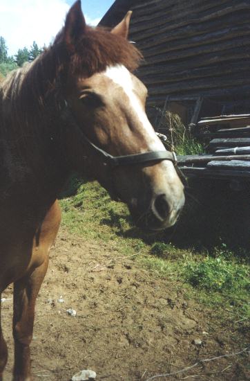 sh-t "Venla", kes�ll� 2000