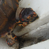 Murtle