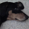Otto