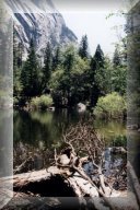 A lake and a log