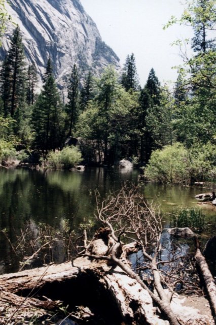 A log and a lake