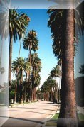 Palm Parade