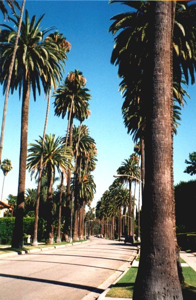 Palm Parade