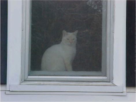 cat.jpg (19017 bytes)