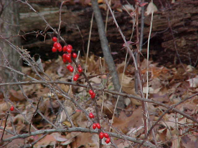 berry
