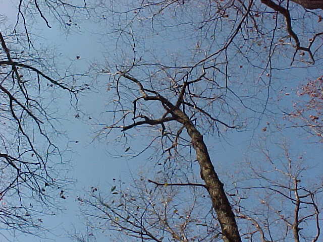 looking up