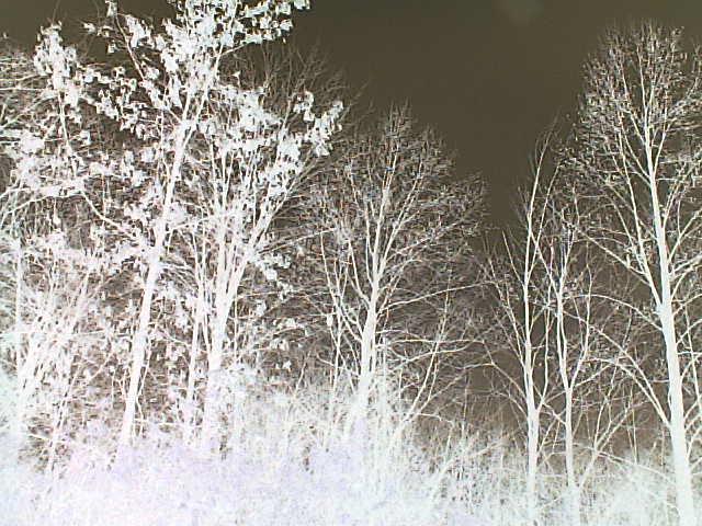 my own blair witch