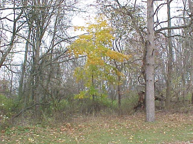 yellow tree