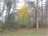 yellow tree