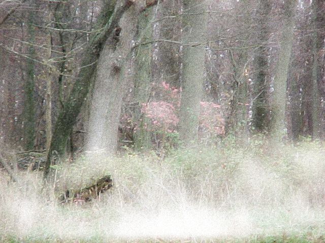 wisp of color