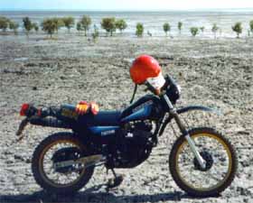 In the mangroves at darwin