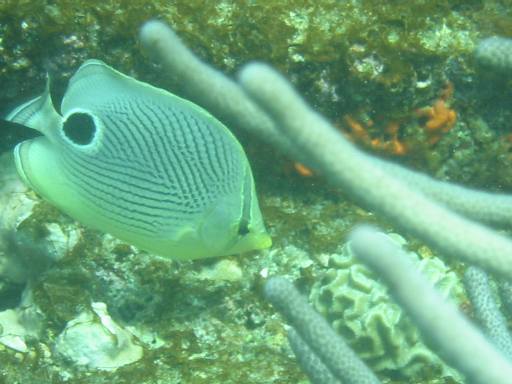 Four eye buterfly fish