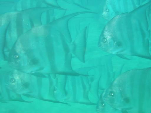 Atlantic Spadefish
