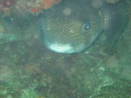Pocupinefish